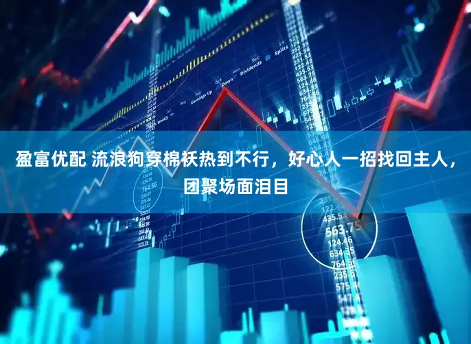 盈富优配 流浪狗穿棉袄热到不行，好心人一招找回主人，团聚场面泪目